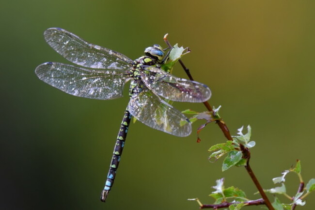 shutterstock_363187373