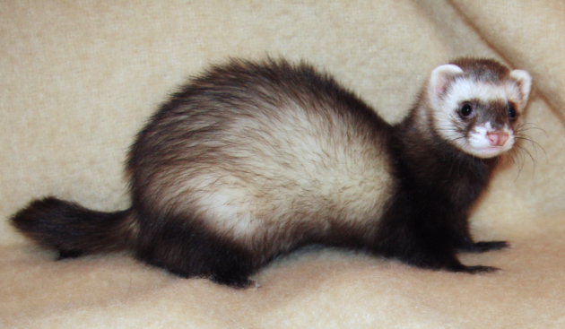 1024px-Ferret_2008