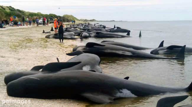 Stranded Whales - New Zealand