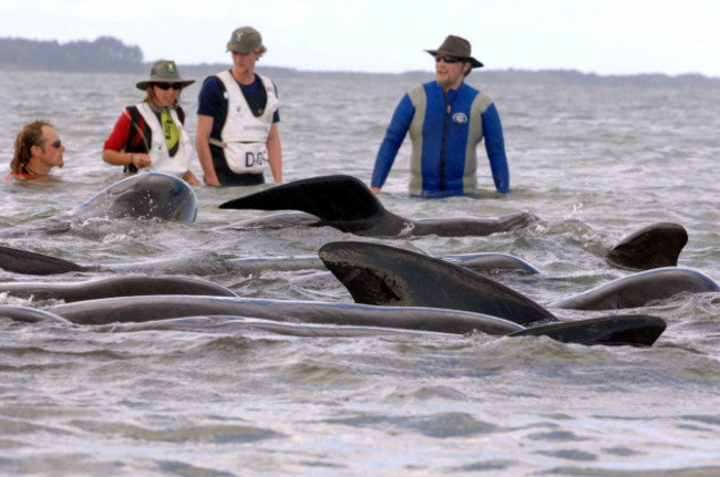 NEW ZEALAND WHALE STRANDING