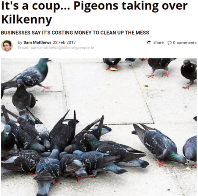 pigeons3