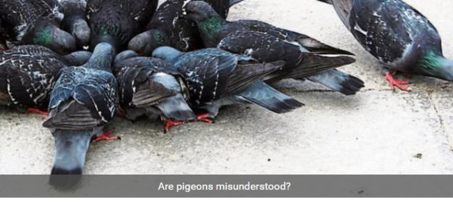 are pigeons