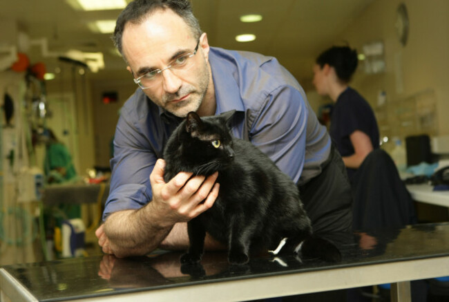 Cat with a pair of prosthetic paws