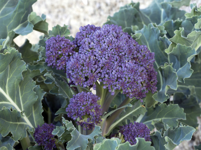 Home gardening - Purple sprounting healthy vegetable, like brocc