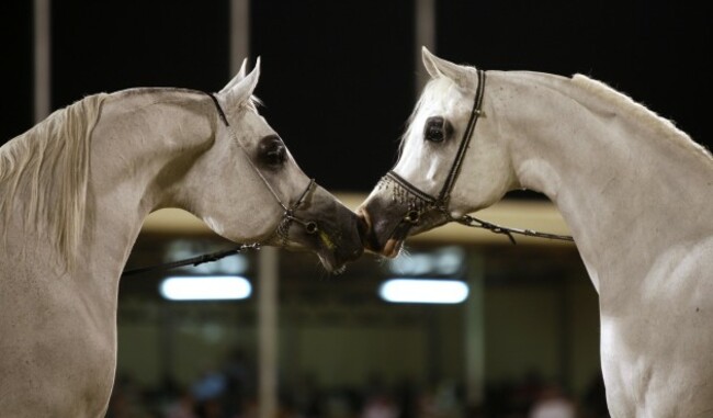 Saudi Horse Festival