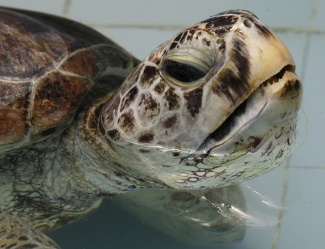 Thailand Turtle Trouble