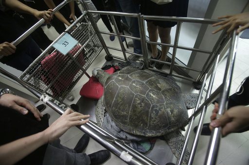 Thailand Turtle Trouble