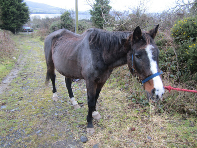 Wicklow man convicted under Animal Health and Welfare Act