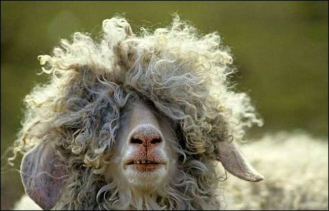 20-animals-having-a-bad-hair-day-3