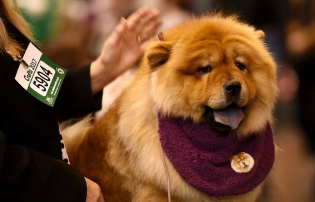 Crufts 2017