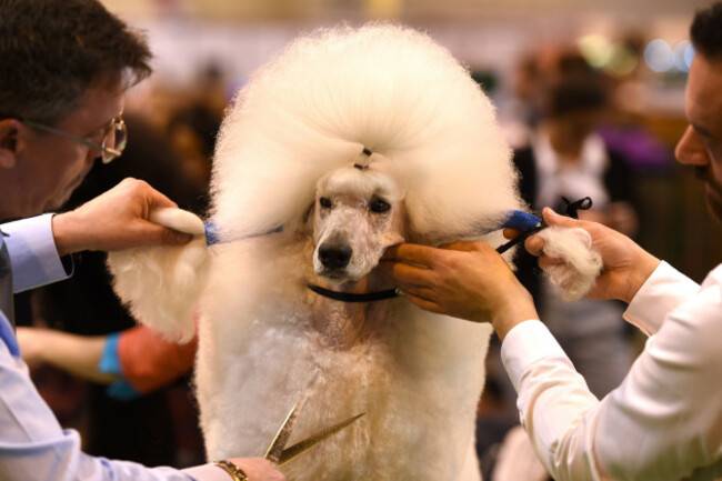 Crufts 2017