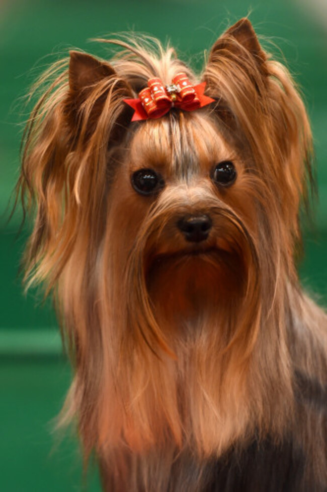 Crufts 2017