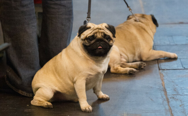 Crufts 2017