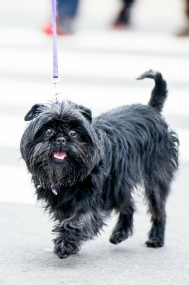 Crufts 2017 Day 2 ( The Utility & Toy Day) - Arrivals