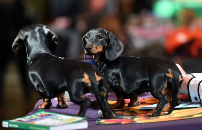Crufts 2017