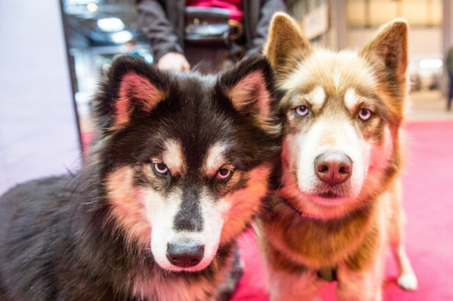 Crufts 2017