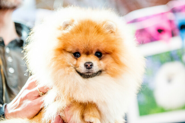 Crufts 2017
