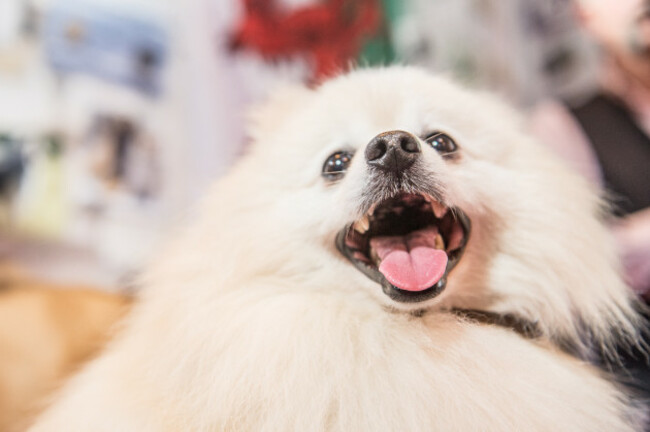 Crufts 2017