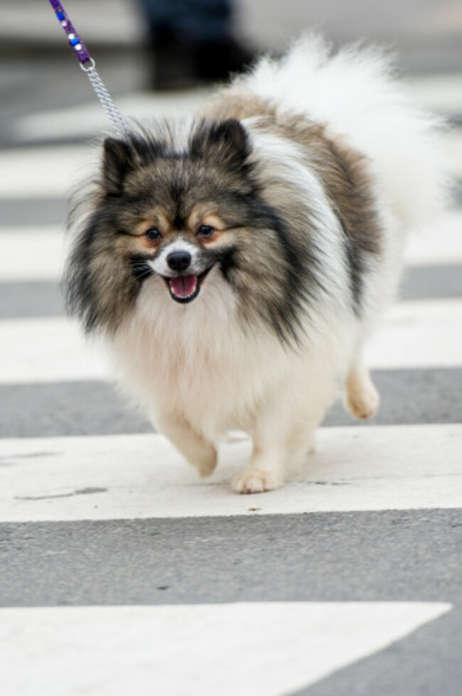 Crufts 2017 Day 2 ( The Utility & Toy Day) - Arrivals