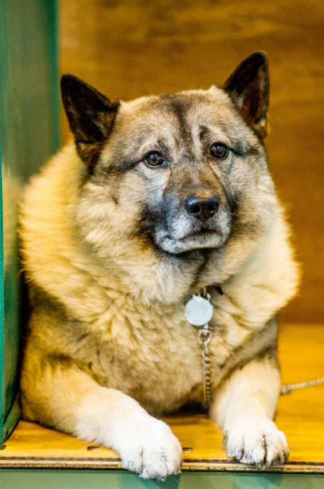 Crufts 2017