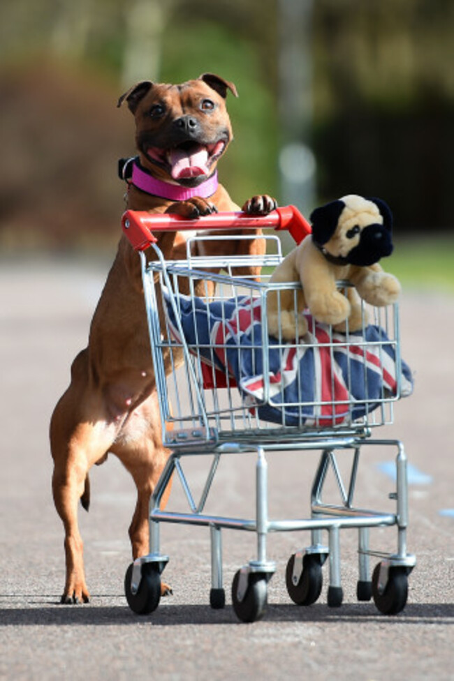 Crufts 2017