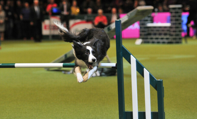 Crufts 2017 - Birmingham