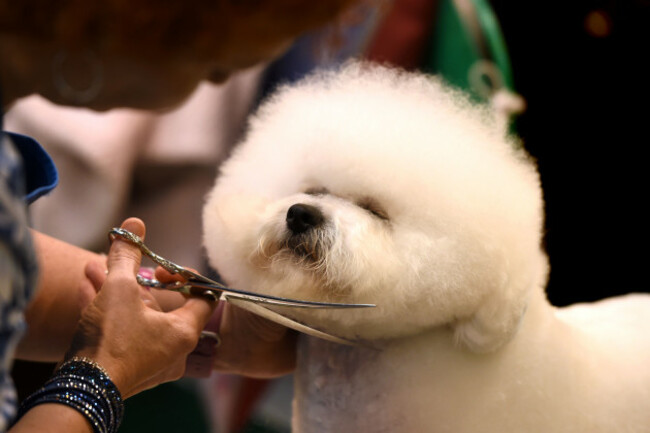Crufts 2017