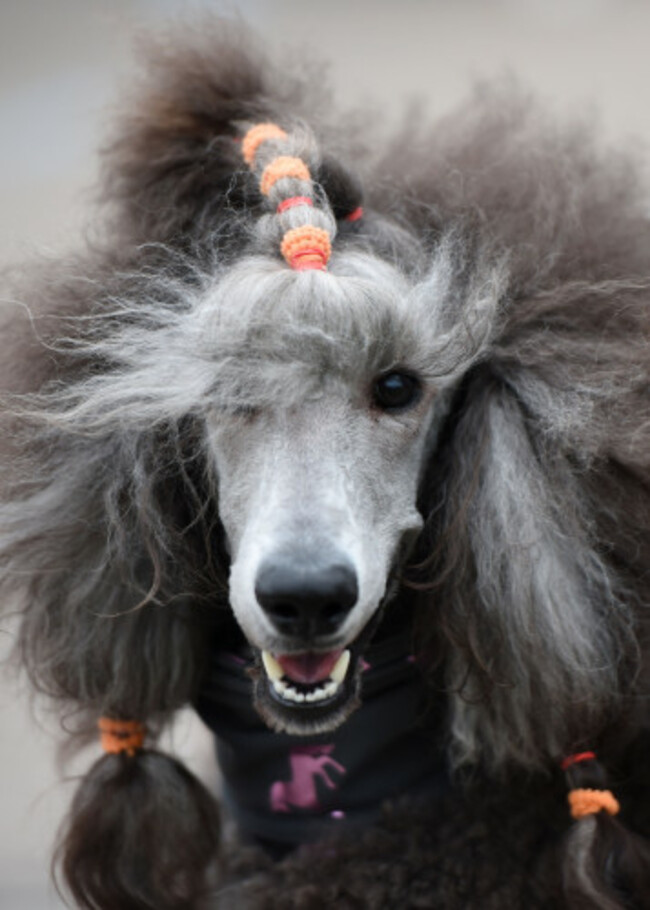 Crufts 2017