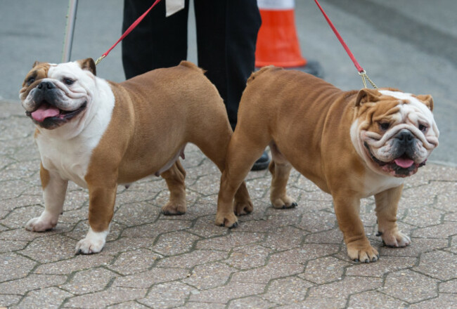 Crufts 2017
