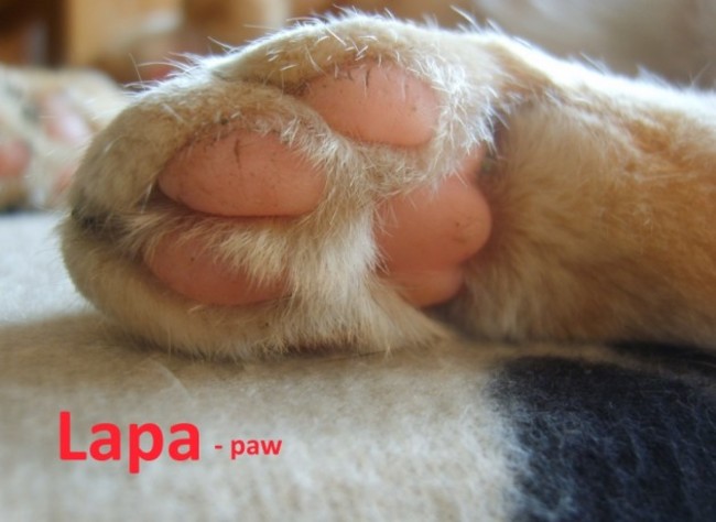 paw