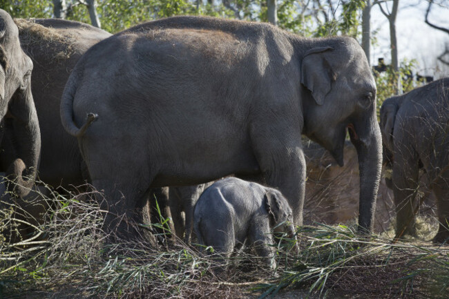 DublinZoo_Elephant07
