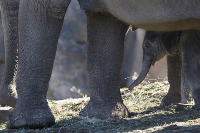 DublinZoo_Elephant01