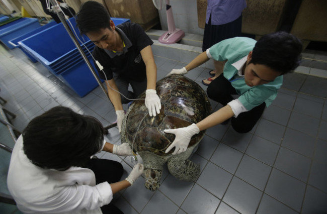 Thailand Turtle Trouble