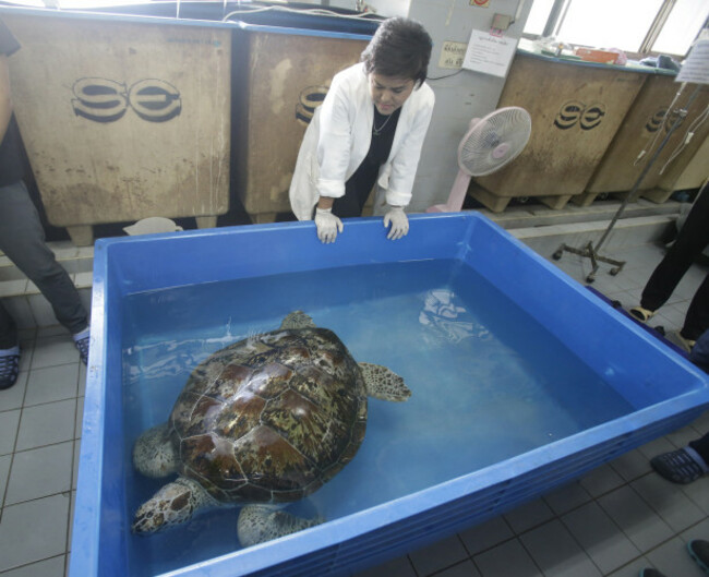Thailand Turtle Trouble