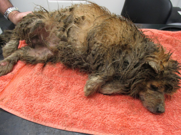 Cashel woman convicted of cruelty to five dogs