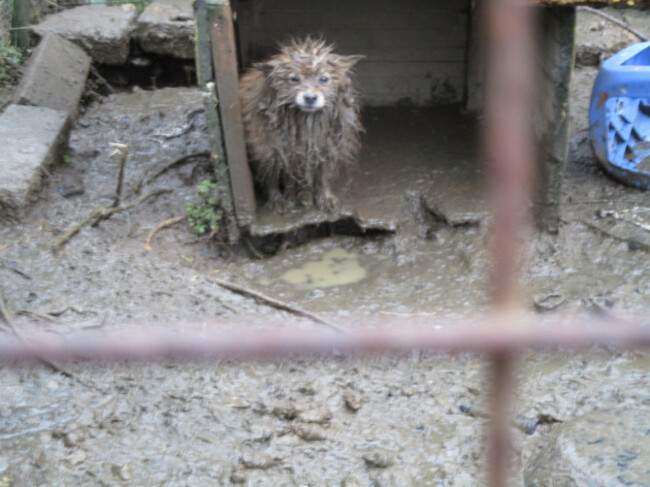 Cashel woman convicted of cruelty to five dogs