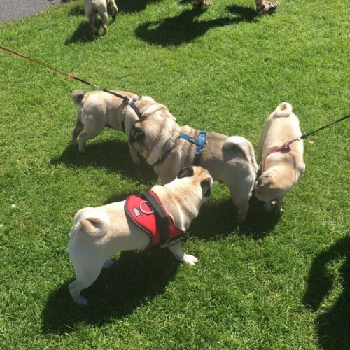 There's a 'Dublin Pug Club' where hundreds of pugs meet and play