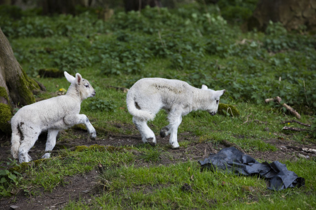 EASTER LAMBS  758A7769_90508880