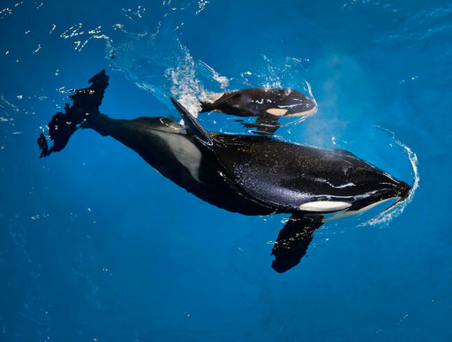 SeaWorld Last Orca Birth