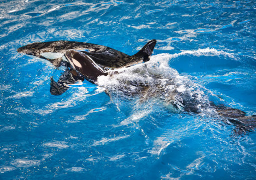 SeaWorld Last Orca Birth