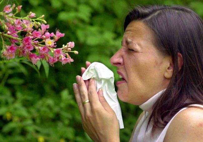 DPA - More and more people affected by hay fever