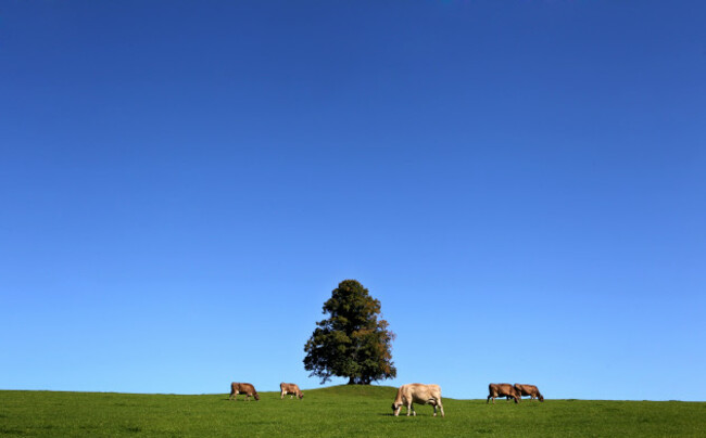 Meadow in Bavaria