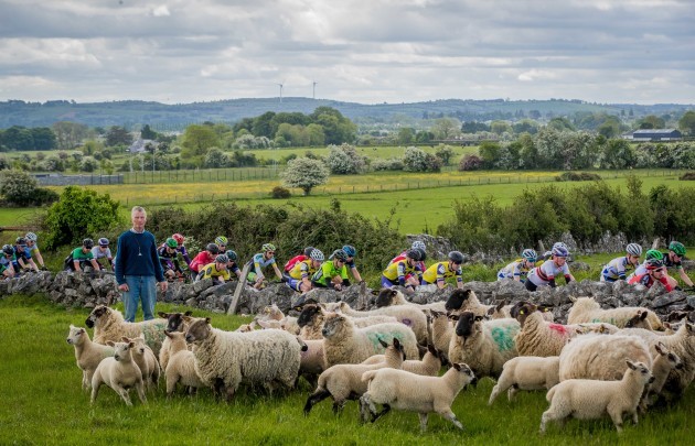 Michael Finnegan rounds up his sheep with the help of sheepdog Jill as the riders of the 2017 An Post Ras pass by
