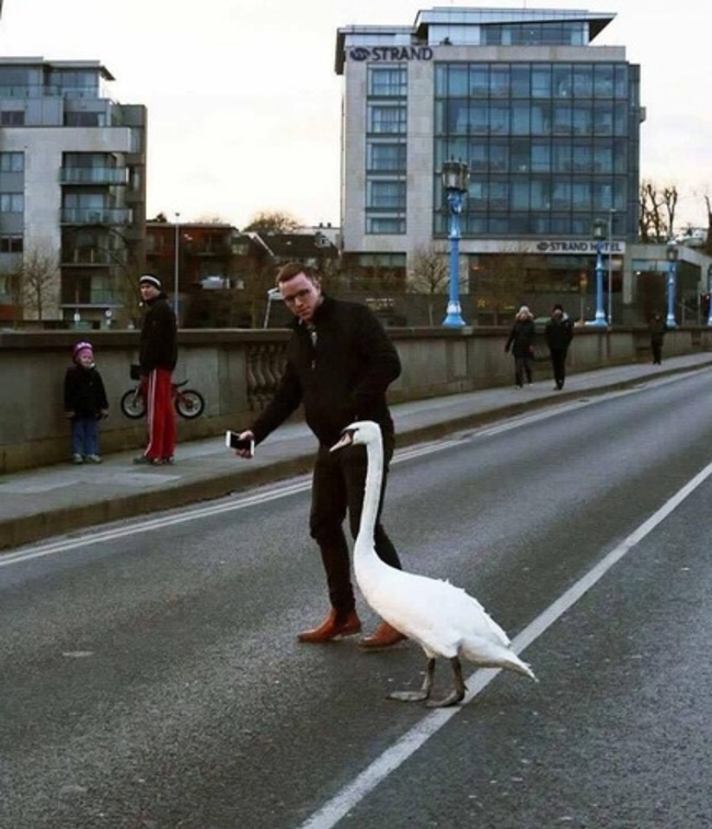 swan traffic