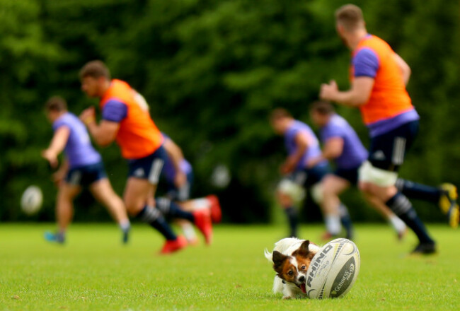 Kerry the dog in action during training
