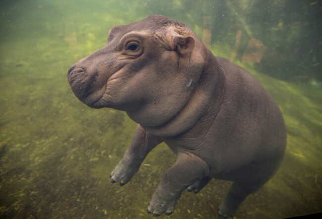 Zoo Baby Hippo