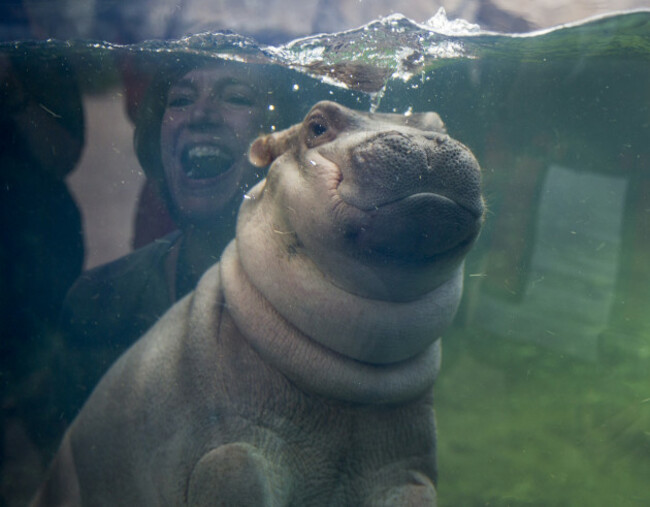 Zoo Baby Hippo