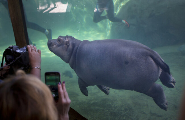 Zoo Baby Hippo