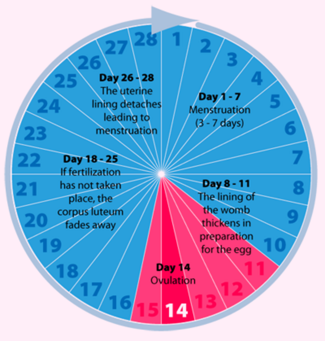 menstruation_cycle