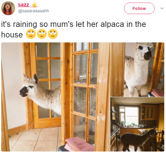 alpacahouse